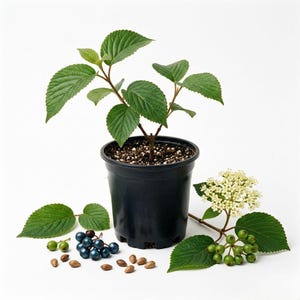 Green Viburnum Live Plant, 2.5 Inch Pot, White Flowering Bush, Native Garden Starter Plant
