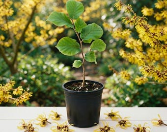 May include: A young green-leafed sapling planted in a black plastic nursery pot. The plant has a thin, upright brown stem with several broad, rounded leaves. Scattered yellow witch hazel blossoms lie on the white surface.