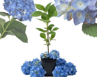 May include: A young hydrangea plant with green leaves in a black plastic pot, surrounded by several clusters of vibrant blue hydrangea flowers. The plant features a central stem with foliage, while additional flower heads are arranged around the base.