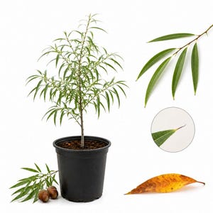 May include: A young willow tree in a black plastic pot with narrow green leaves, two brown acorns at the base, a detached branch with green leaves, a close-up of a leaf tip, and a single fallen leaf transitioning from green to yellow and orange.