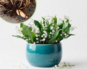 May include: A teal ceramic pot containing a cluster of lily of the valley flowers with white bell-shaped blossoms and green leaves. An inset circle shows a close-up of the plant's brown root system with soil and light-colored rhizomes.