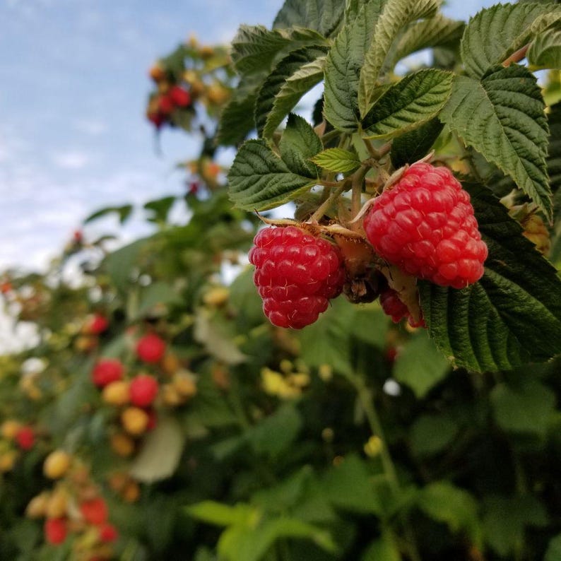 May include: Two ripe, bright red raspberries hang from a green stem surrounded by serrated leaves. The fruit has a textured, bumpy surface. In the background, a bush filled with additional red and yellow raspberries is visible under a blue sky.