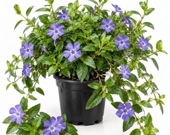 May include: A potted vinca plant featuring numerous five-petaled periwinkle blue flowers and vibrant green leaves. The plant is housed in a simple black plastic nursery pot, with some stems trailing over the sides and a small cluster of flowers.