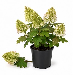 May include: A potted oakleaf hydrangea plant with cone-shaped clusters of small, pale green and white flowers. The plant features lobed, dark green leaves and is housed in a plain black plastic nursery pot, with one detached flower stem nearby.
