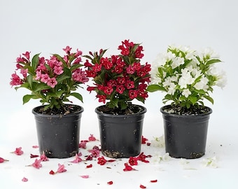 May include: Three potted Weigela plants in black plastic containers. The left plant has light pink flowers, the center plant has deep red flowers, and the right plant has white flowers. Fallen petals are scattered around the base of the pots.