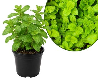 May include: A vibrant green mint plant with textured, serrated leaves growing in a simple black plastic pot. A circular inset shows a detailed, close-up view of the dense, overlapping foliage, highlighting the bright green color and leaf texture.