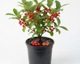 May include: A small deciduous shrub with vibrant green leaves and numerous bright red berries growing in a black plastic nursery pot. Several loose red berries are resting on the dark soil surface, with one berry split open to reveal a light-colored seed.