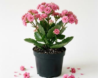 May include: A potted Kalanchoe blossfeldiana plant featuring clusters of small, vibrant pink flowers and thick, scalloped green leaves. The plant is housed in a simple black plastic pot filled with dark soil, with several loose pink petals.