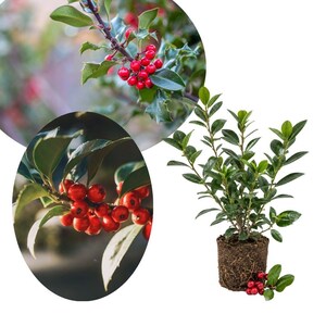 May include: A small holly plant with dark green, glossy, pointed leaves and a visible root ball, accompanied by two circular insets showing close-up views of bright red holly berries clustered on branches with green foliage.