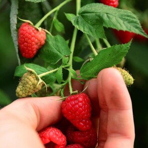 May include: A cluster of raspberries on a green leafy vine, featuring several bright red, ripe berries with a textured surface alongside smaller, pale green, unripe berries attached to thin stems, showcasing the natural growth of the fruit.