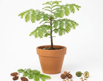 May include: A small dawn redwood tree with bright green, feathery foliage planted in a terracotta pot. Scattered around the base are several small brown pinecones, a single green cone, and a few loose seeds on a plain white background.