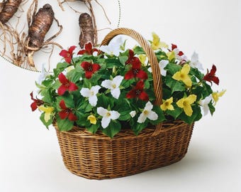 May include: A brown woven wicker basket filled with trillium flowers in shades of red, white, and yellow, featuring green leaves. Above the basket, a circular inset displays several brown, knobby plant rhizomes with thin roots.