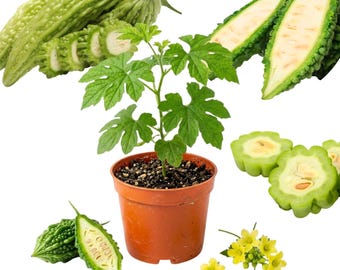 May include: A young bitter melon plant growing in a small orange plastic pot, surrounded by whole and sliced light green bitter melons, cross-sections showing seeds, and small yellow flowers with green leaves on a plain white background.