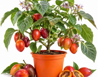 Tamarillo Tomato Live Plant, Tree Tomato, 4–8 Inches Tall, Fruiting Plant for Gardens