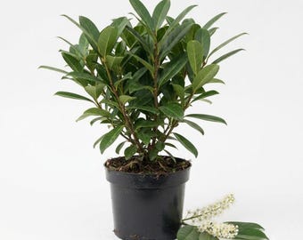 May include: A potted Prunus laurocerasus plant featuring dense, glossy, dark green, oval-shaped leaves arranged on multiple woody stems. The plant is housed in a simple black plastic nursery pot, with two small white flower spikes lying nearby.
