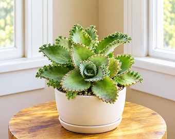 Mother Of Thousands Live Plant, 4" Tall in 3.5" Pot, Kalanchoe Succulent, Indoor Houseplant