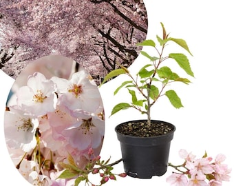 May include: A young cherry tree sapling with green leaves planted in a black plastic pot, accompanied by circular insets showing a dense canopy of pink cherry blossoms and a detailed view of individual light pink flowers with yellow centers.