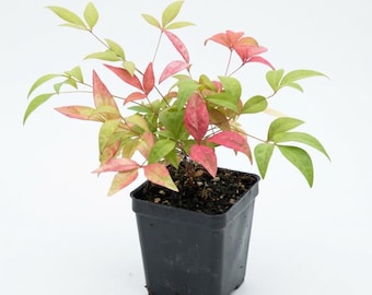 May include: A small Nandina domestica plant with slender stems and pointed leaves in shades of lime green and vibrant pink, potted in a square black plastic container filled with dark potting soil, set against a plain white background.