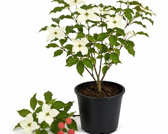 May include: A potted dogwood plant in a black plastic container, featuring green leaves and white four-petaled flowers. Beside the pot lies a detached branch with white flowers and several small, round, textured red fruits on a stem.