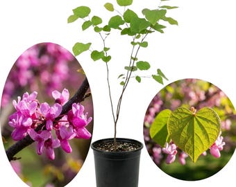 May include: A young redbud tree with thin brown branches and heart-shaped green leaves planted in a black plastic nursery pot. Two circular insets show clusters of vibrant pink flowers on dark branches and a single heart-shaped green leaf.