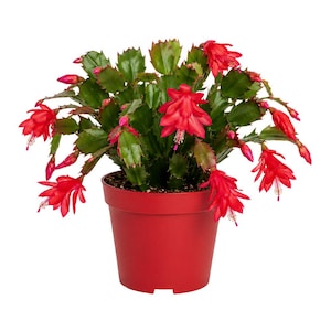 May include: A Christmas cactus in a red plastic pot. The plant has vibrant green leaves and is adorned with numerous bright red flowers. The pot is a solid, matte red color, providing a striking contrast to the plant's foliage and blooms.
