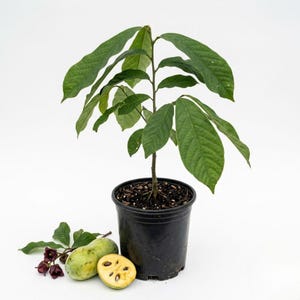 May include: A young pawpaw tree planted in a black plastic nursery pot with dark green leaves. Beside the pot lies one whole light green pawpaw fruit, one halved pawpaw fruit showing yellow flesh and dark seeds, and a small stem with dark purple flowers.