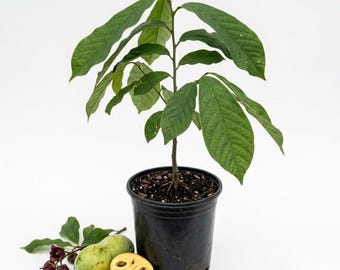 May include: A young pawpaw tree planted in a black plastic nursery pot with dark green leaves. Beside the pot lies one whole light green pawpaw fruit, one halved pawpaw fruit showing yellow flesh and dark seeds, and a small stem with dark purple flowers.