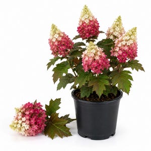 Ruby Slippers Hydrangea Live Plant, White to Deep Pink Flowers, 4 Inch Nursery Pot, Oakleaf Flowering Shrub for Garden