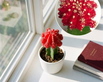 May include: A vibrant red moon cactus with a green stem planted in a small white ceramic pot. The cactus features a rounded, segmented top with small, light-colored spines. A circular inset shows a detailed view of the red cactus top.