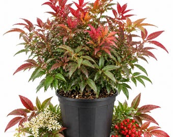 May include: A Nandina domestica plant in a black plastic pot, featuring compound leaves with shades of green and red. To the left are small white flowers on a stem, and to the right are clusters of bright red berries, all with serrated foliage.
