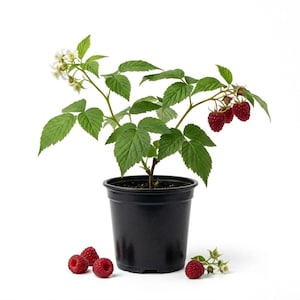 May include: A raspberry plant in a black plastic pot with green leaves, small white flowers, and several ripe red raspberries on the stems. Four additional loose red raspberries are positioned on the surface near the base of the pot.