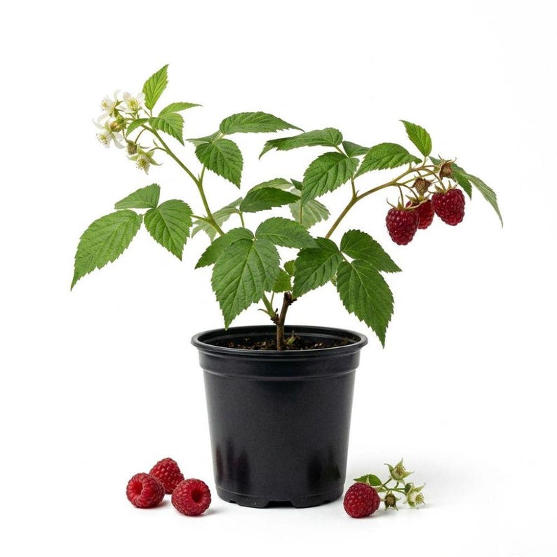 May include: A raspberry plant in a black plastic pot with green leaves, small white flowers, and several ripe red raspberries on the stems. Four additional loose red raspberries are positioned on the surface near the base of the pot.