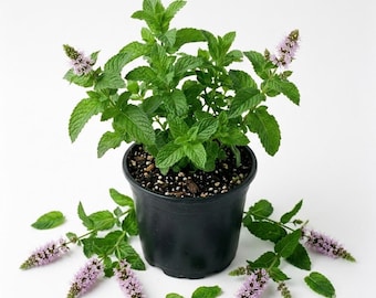 May include: A potted mint plant in a black plastic container with vibrant green serrated leaves and several upright, conical spikes of small, pale purple flowers. Several detached mint sprigs and individual leaves lie around the base.