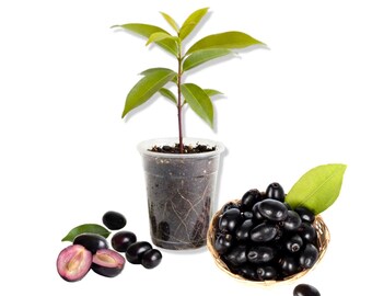 Jamun Fruit Plant, Black Plum, Syzygium Cumini, Tropical Fruit Tree for Outdoor Planting