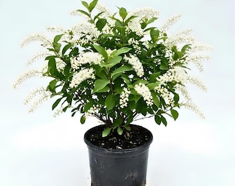 May include: A potted shrub featuring dense, dark green foliage and numerous arching, elongated clusters of small white flowers. The plant is contained within a simple, black plastic nursery pot filled with dark soil, set against a plain background.
