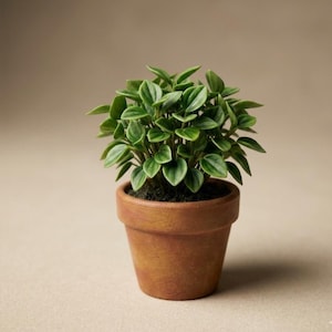 Krukväxt i STL-format botanisk miniatyr 1/12 skala vinterträdgårdsdekor 3D-utskrift