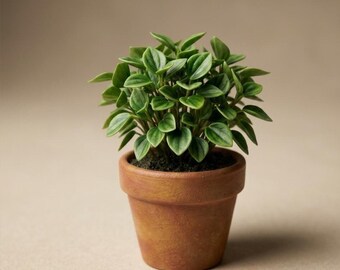 Può includere: Una piccola pianta in vaso con foglie verdi vibranti. La pianta è in un vaso color terracotta, su uno sfondo neutro. Le foglie hanno una consistenza dettagliata e il vaso ha un design classico e semplice.
