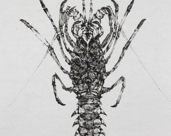 Puede incluir: Impresión en blanco y negro de una langosta, vista desde arriba, con las garras extendidas. La impresión está sobre un fondo blanco.