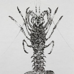 May include: Black and white print of a lobster, viewed from above, with its claws extended. The print is on a white background.