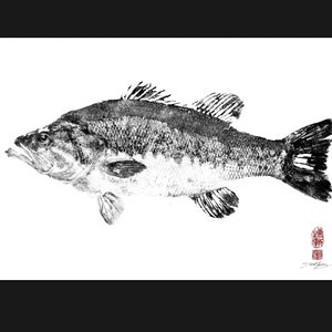 4日限定Large mouth Bass 壁掛け剥製 4日限定Large mouth Bass 壁掛け剥製