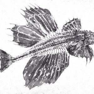 Dragon Fish or Sailfin Poacher (Hakkaku) - GYOTAKU print - traditional Japanese fish art by Dwight Hwang