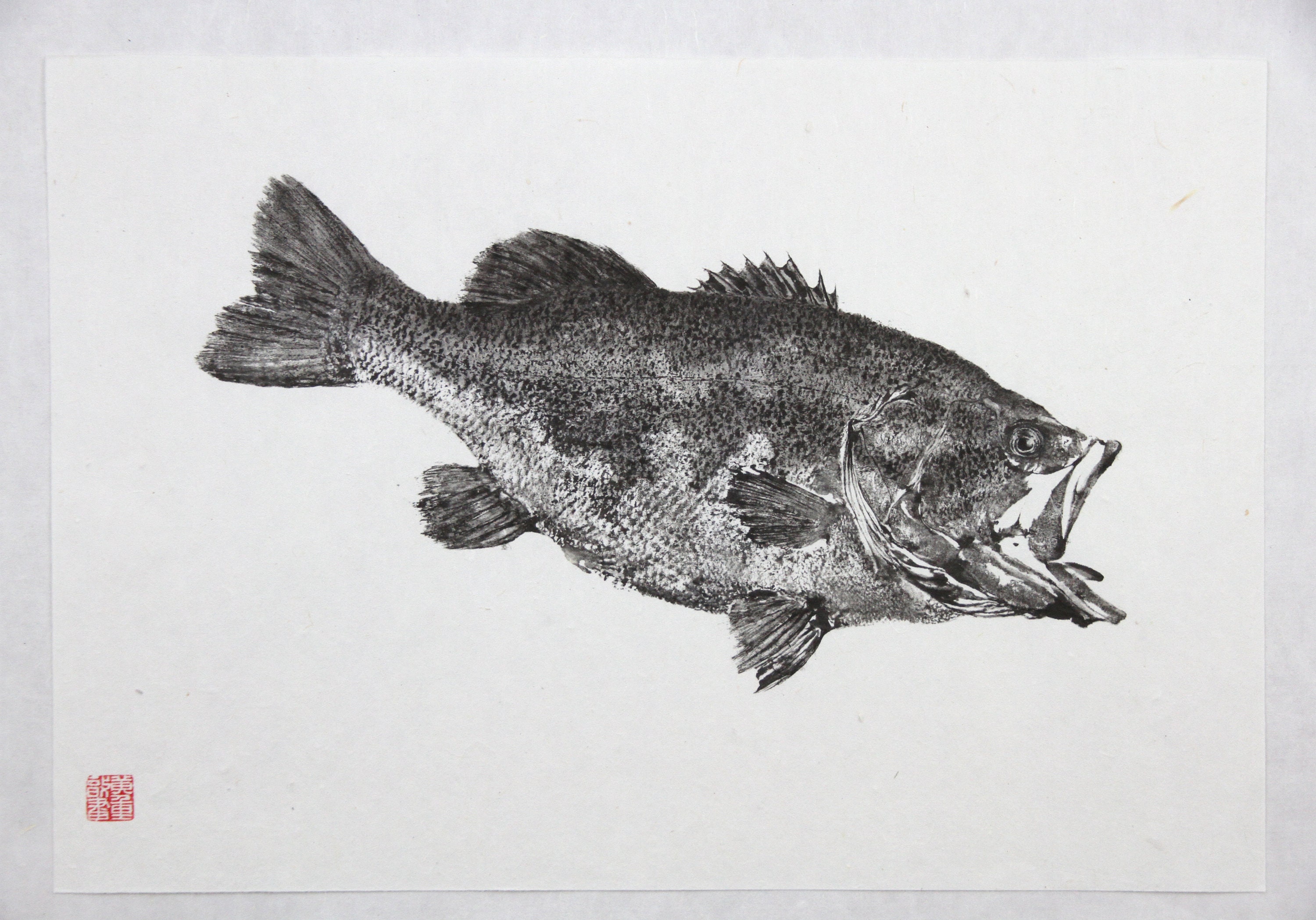 4日限定Large mouth Bass 壁掛け剥製 4日限定Large mouth Bass 壁掛け剥製