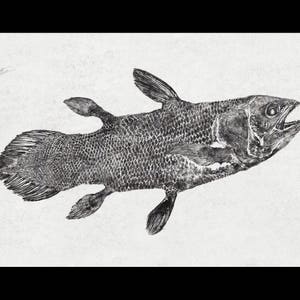 COELACANTH 'Living Fossil' Gyotaku print traditional Japanese fish art by Dwight Hwang image 1