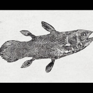 シーラカンス「生きた化石」魚拓、黒地に白インク - ドワイト・ファン
