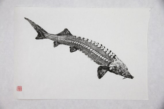 Japanese STURGEON Reproduction on Handmade Washi GYOTAKU Print Traditional  Japanese Fish Art by Dwight Hwang - Etsy