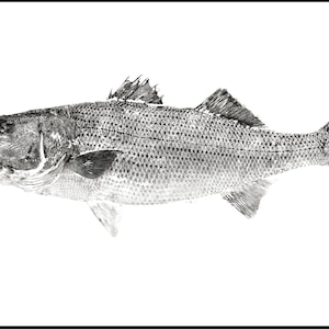Striped Bass Gyotaku print - traditional Japanese fish art by Dwight Hwang
