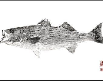 Striped Bass Gyotaku print - traditional Japanese fish art by Dwight Hwang