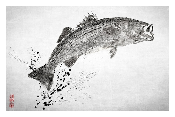 Striped Bass in 3/4 Perspective With Ink Splash Gyotaku Print