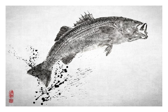 Striped Bass in 3/4 Perspective With Ink Splash Gyotaku Print