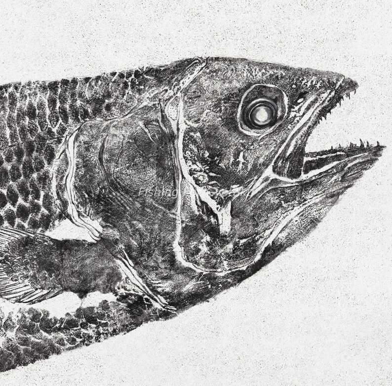 COELACANTH 'Living Fossil' Gyotaku print traditional Japanese fish art by Dwight Hwang image 3